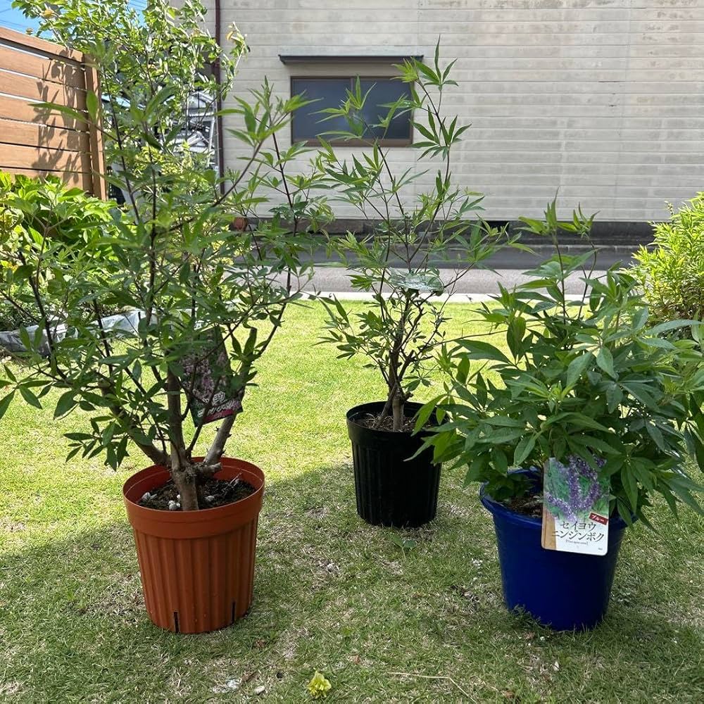 西洋ニンジンボク苗木　52センチ　大小セット 西洋ニンジンボク苗木 52センチ 大小セット